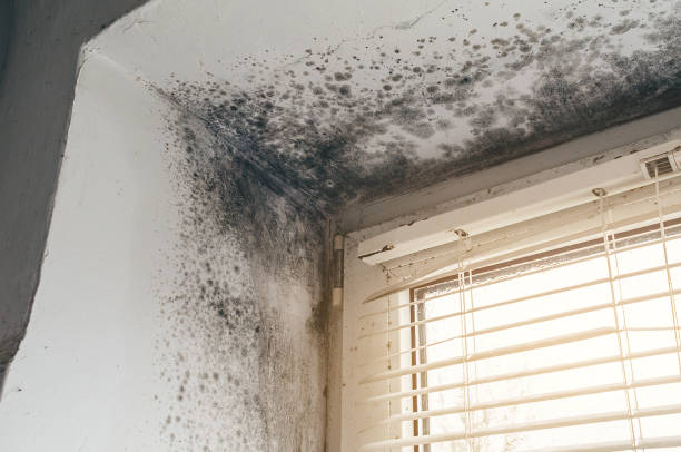 Affordable Mold Remediation solutions in Wilmington, NC