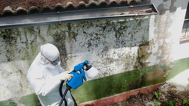 Trusted Mold Remediation service in Wilmington, NC - Cheap Mold Removal